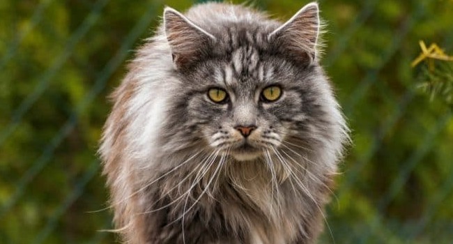 Maine Coon